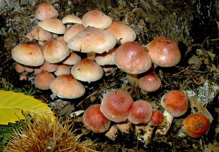 Hypholoma fasciculare???